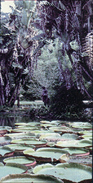 When winter grips the U.S., Brazil is a tropical paradise.